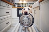 Happy healthy dog
