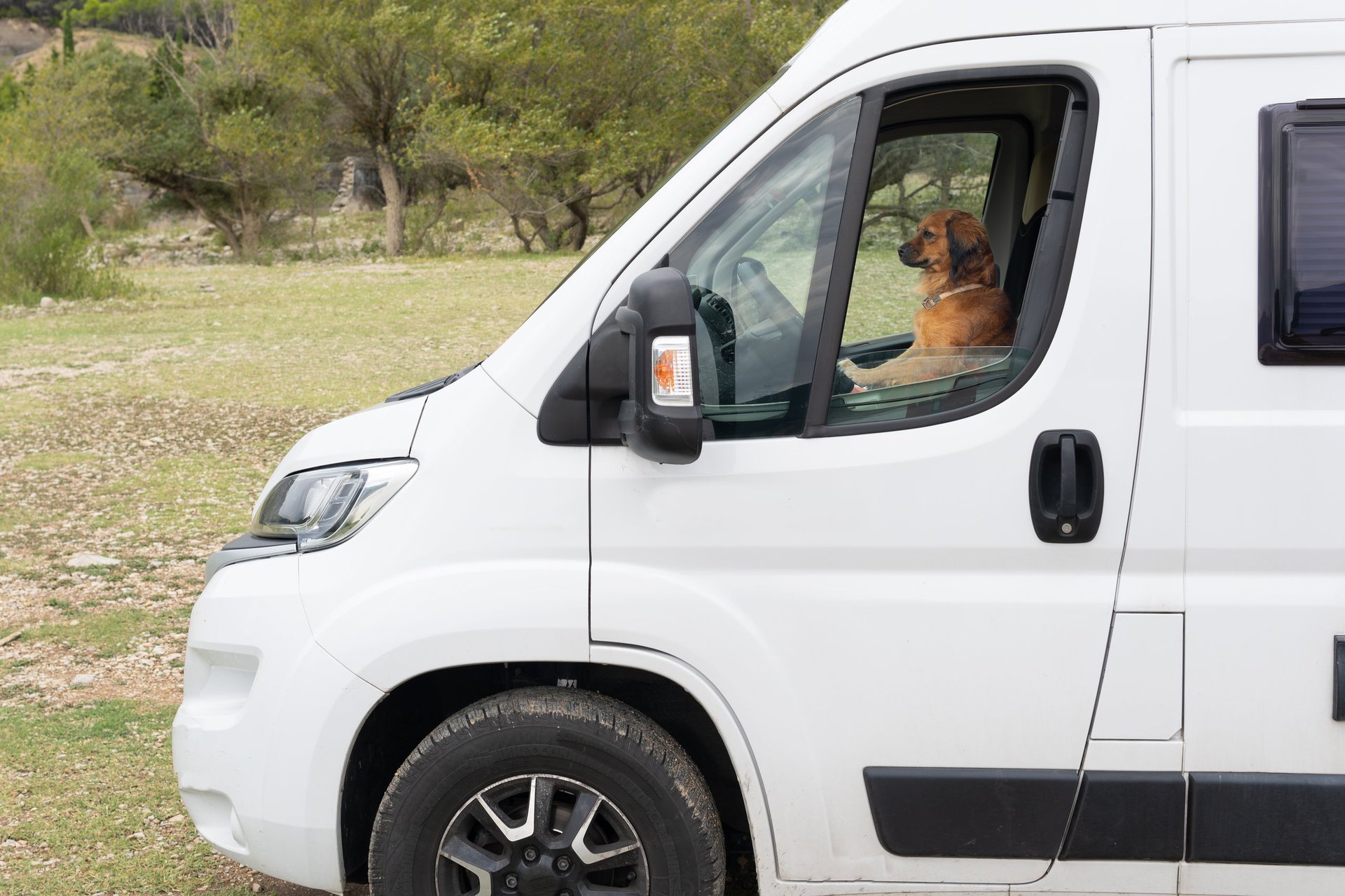 Funny dog driving concentrated off-road camper van in nature. Determined canine driver cruising with camper van on vacation.