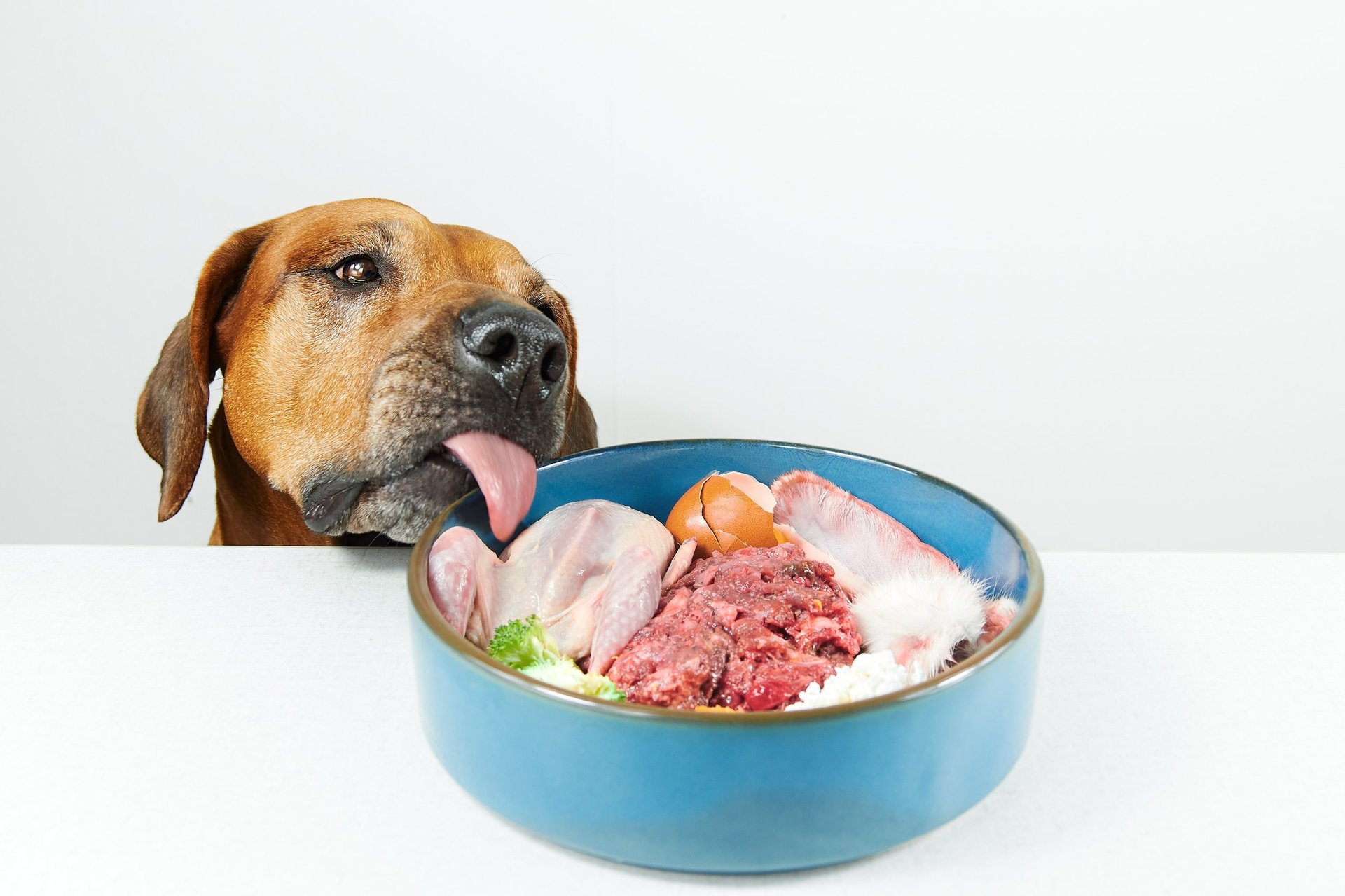 Perro feliz comiendo comida natural